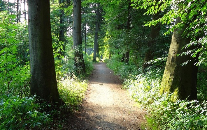 Waldweg im Hasselbachtal