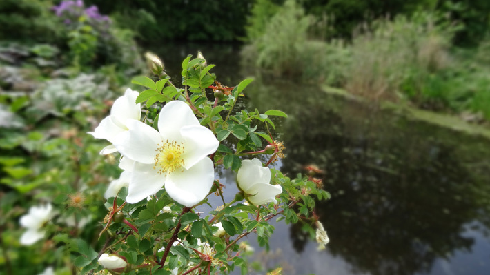 Blühende Blumen (Rosa nutkana) am Hasselbach