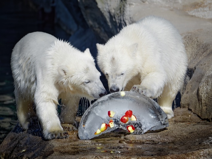 Die Eisbären Elsa und Anna genießen ihre Eisbombe