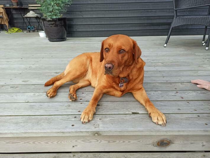 Ruby ist eine Labrador-Hündin und liebt lange Spaziergänge mit Sophie. 