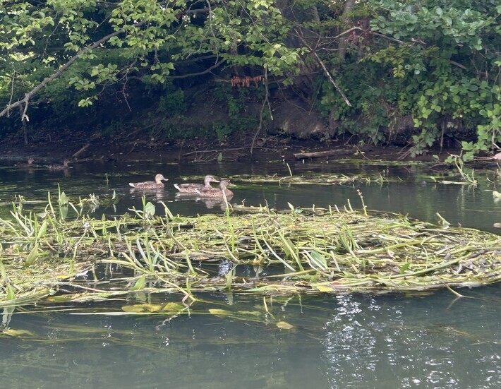 Enten
