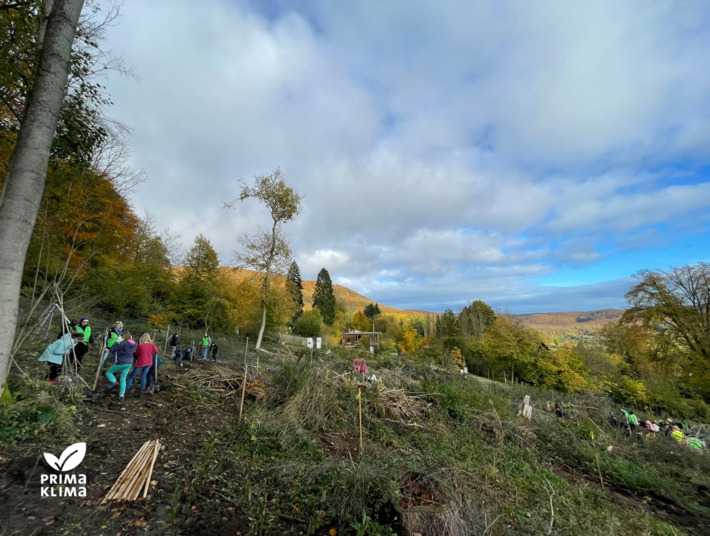 Kahles Waldstück mit Schülerinnen und Schülern am Aufforsten