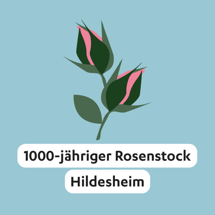 1.000 jähriger Rosenstock Hildesheim